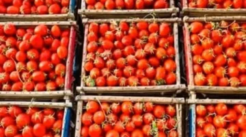 تغير الأسعار.. سعر الطماطم والخضراوات بالغربية اليوم السبت